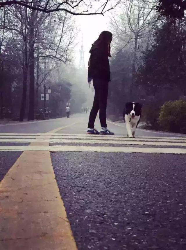 长沙宠物蜥蜴品种有哪些,别人家养的宠物蜥蜴食肉动物