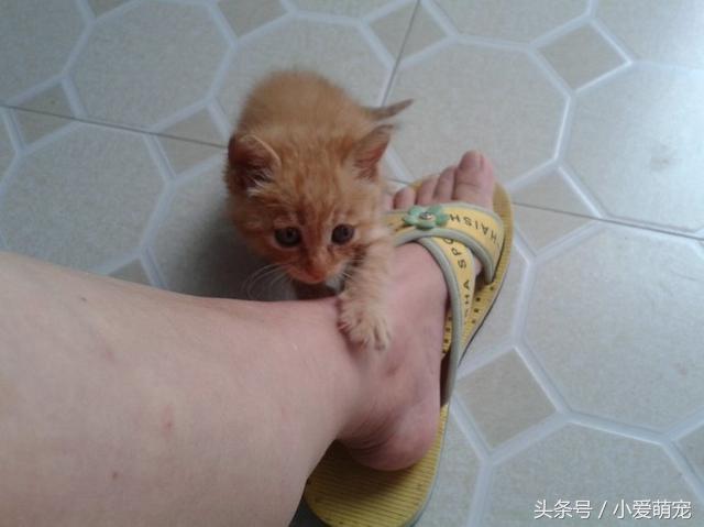 猫咪身上长蛆了会死吗,猫咪后腿被咬能自愈吗