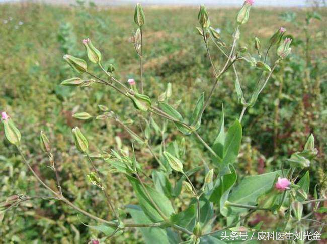 农村既能吃，又能活血通经的宝贝，你认识吗？