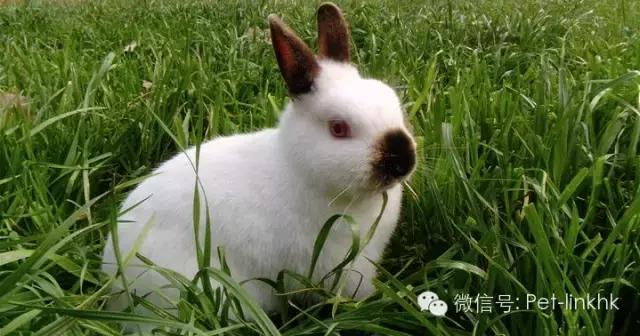 最受欢迎的宠物品种有哪些,宠物兔最热销的是哪几种