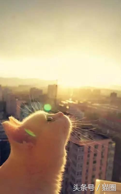 养猫的过程中猫容易得哪些病,养猫的人容易得哪些病