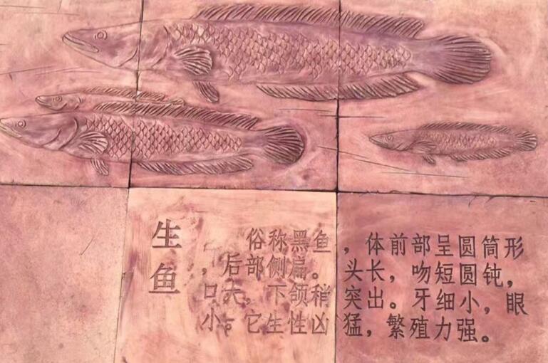 金枪鱼怎么烹饪最佳,一斤左右的金枪鱼最佳烹饪方法