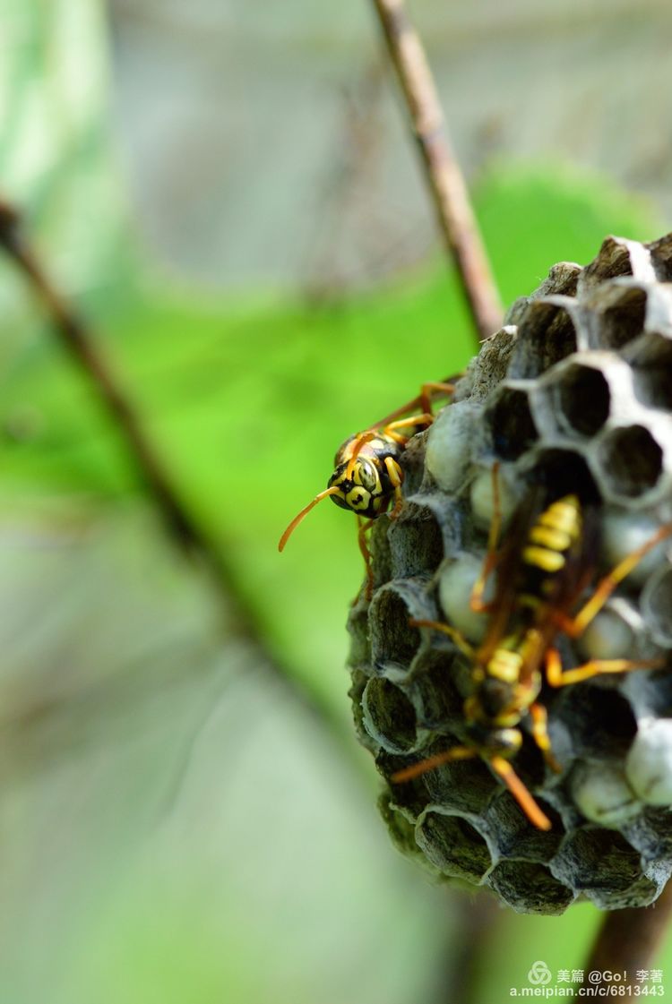 微距镜头下的昆虫视角,微距下的昆虫摄影