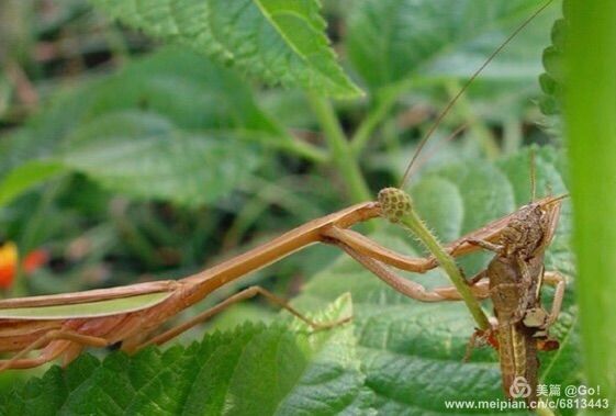 微距镜头下的昆虫视角,微距下的昆虫摄影