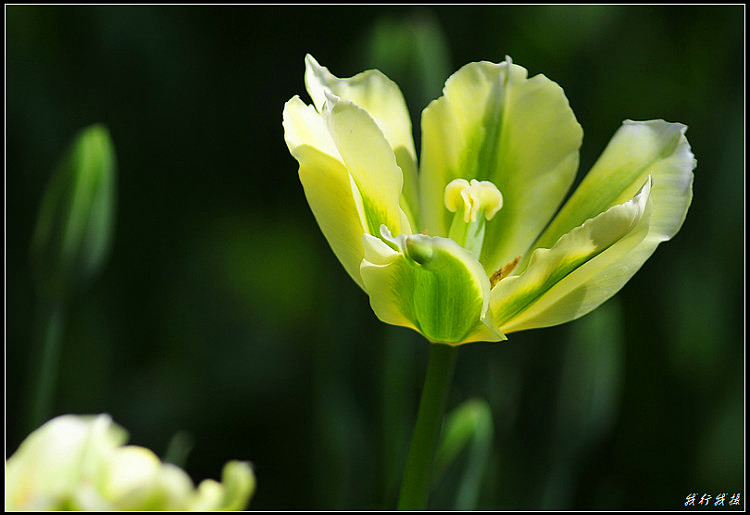 郁金香花卉摆放,郁金香花卉基地
