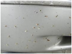 跑完高速车上的虫子怎么处理,车子跑过高速虫子要及时清理吗