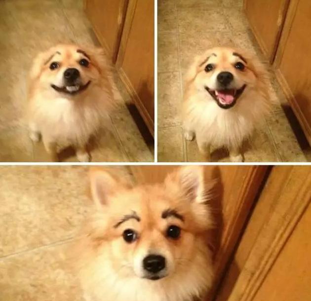 给狗狗画眉毛的视频,给狗狗画肖像笑得很开心