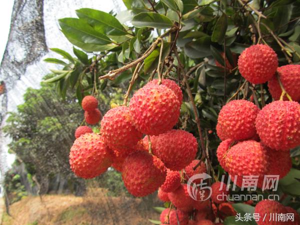 泸州古诗词大会,诗词大会冷门诗词