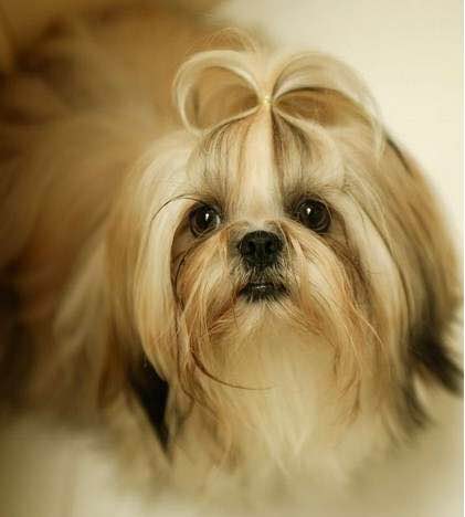 普遍的狗狗品种大全及图片,所有狗狗品种集合大全