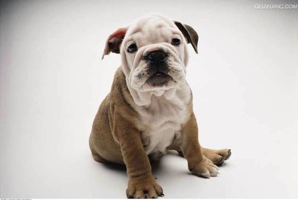 普遍的狗狗品种大全及图片,所有狗狗品种集合大全