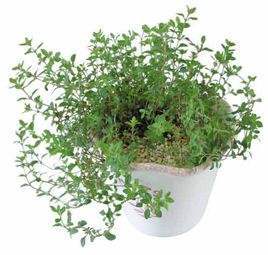 香草和香料在使用中应该注意哪些,香草植物怎么养