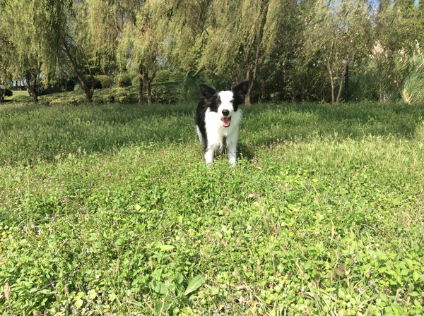 边牧这种狗到底有多聪明,边牧的智商真的有6-8岁那么高吗