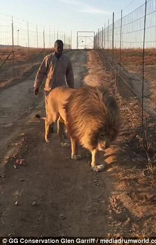 南非狮爬路中间休息,南非雄狮鬃毛