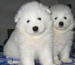 狗狗品种收集大全,收藏狗狗