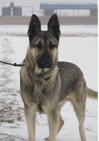 十大最值得养的土狗,最好养的十大土狗