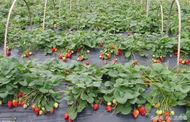 南京踏青赏梅乐享春光,赏梅园