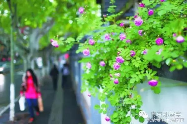 南京踏青赏梅乐享春光,赏梅园