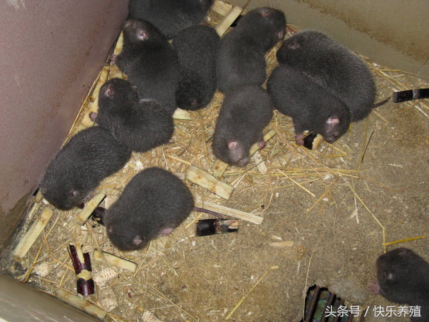 竹鼠投资前景,竹鼠一年赚多少