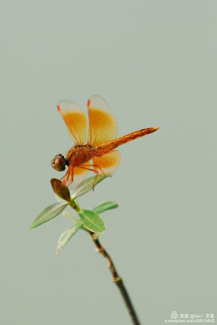 微距镜头下的昆虫视角,微距下的昆虫摄影
