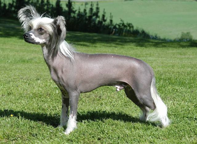 狗狗最不容易掉毛的是哪个品种,狗狗掉毛排行榜