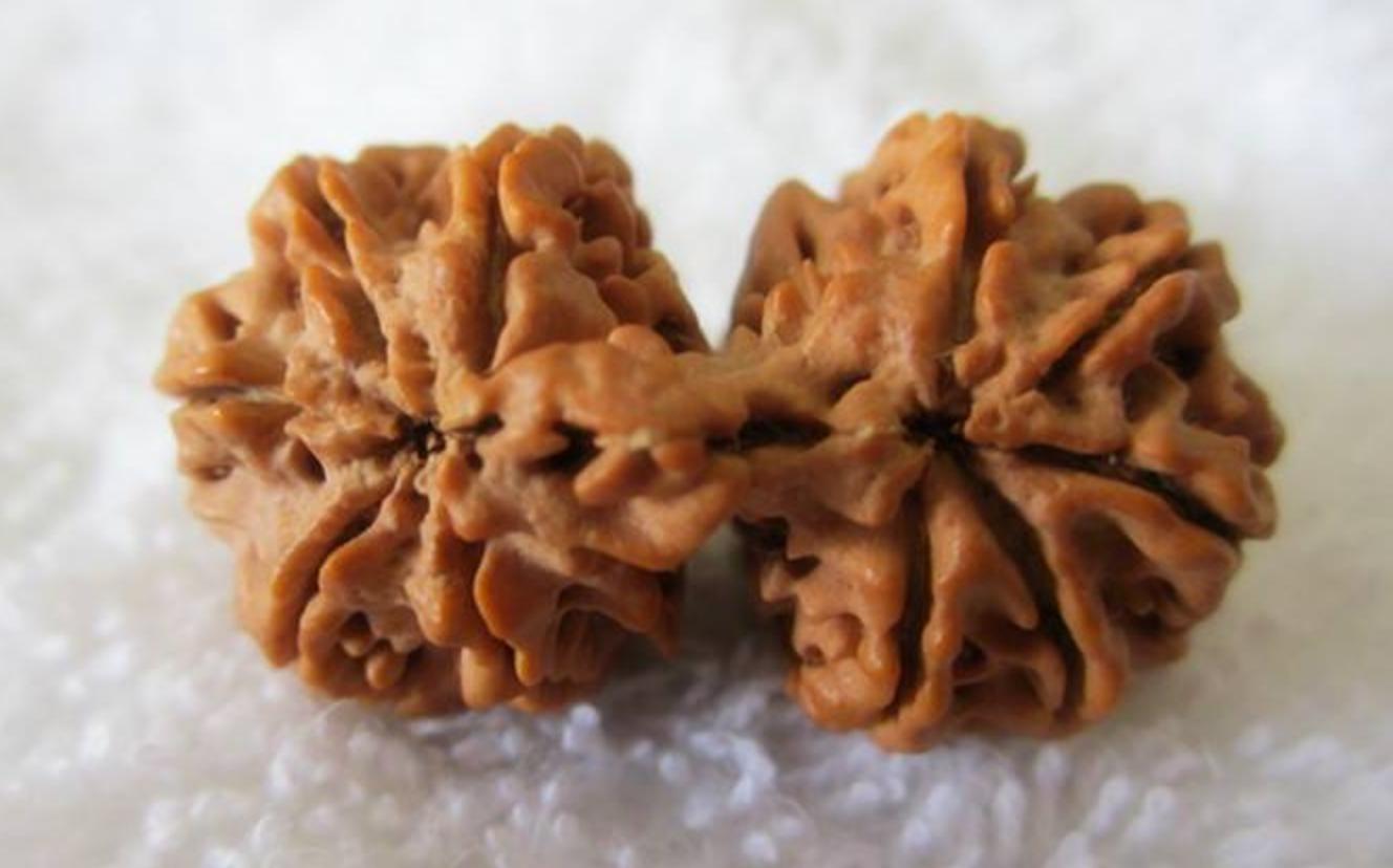 金刚菩提价格为何一落千丈,尼泊尔金刚菩提拿货成本