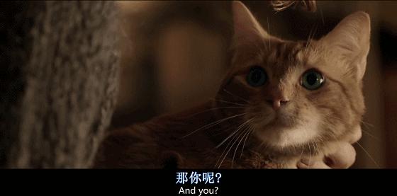这些猫狗男女都爱看