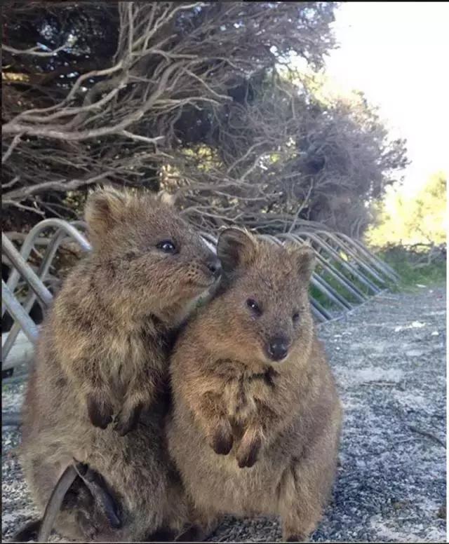 最萌短尾矮袋鼠,澳洲偶遇袋鼠