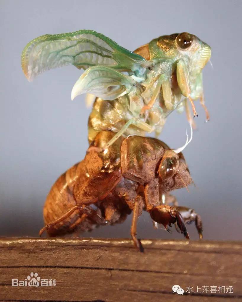 你了解知了吗,知了是全世界都有吗