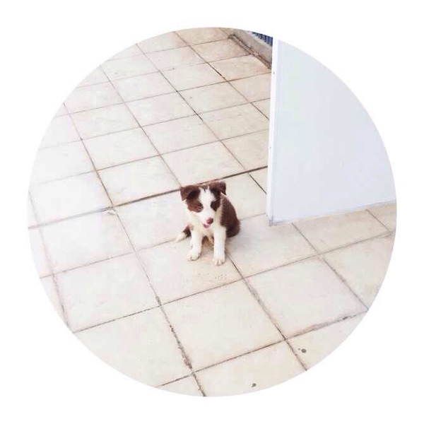 边牧这种狗到底有多聪明,边牧的智商真的有6-8岁那么高吗