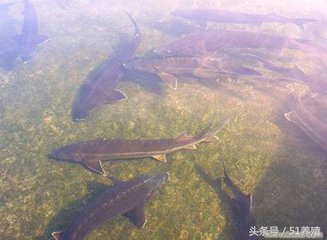 鲟鱼对养殖水指标要求,观赏鲟鱼养殖水温条件