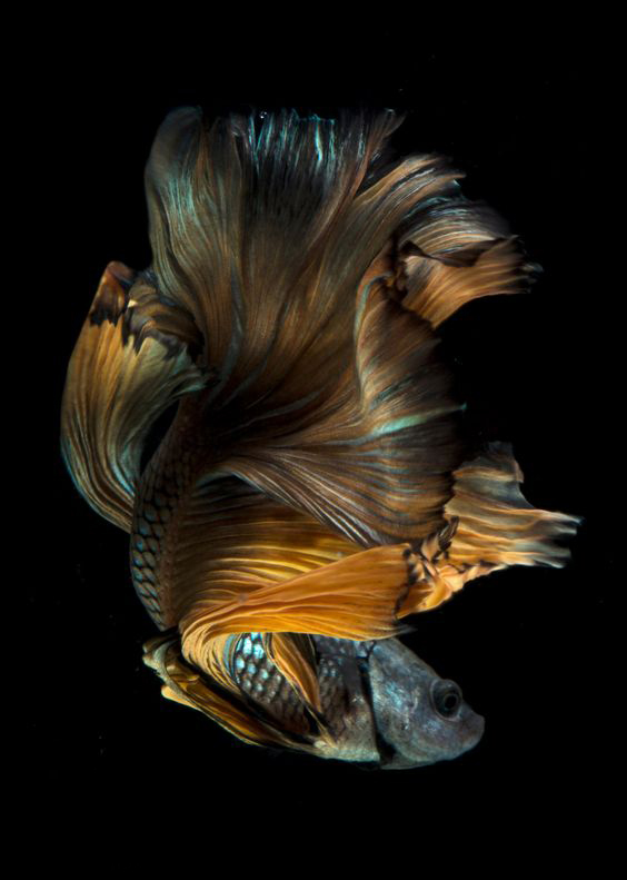 最漂亮的泰国斗鱼有哪些,超级漂亮泰国斗鱼