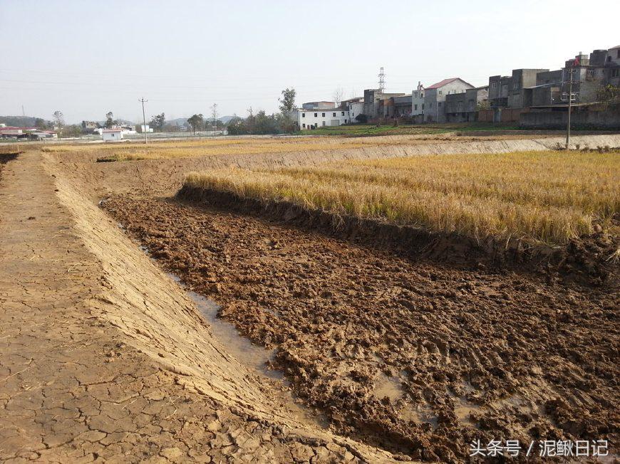 泥鳅养殖的前景,泥鳅养殖新模式