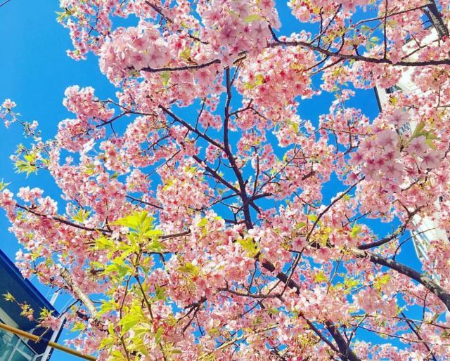 樱花短途旅行包大容量,樱花三月去踏青加长版