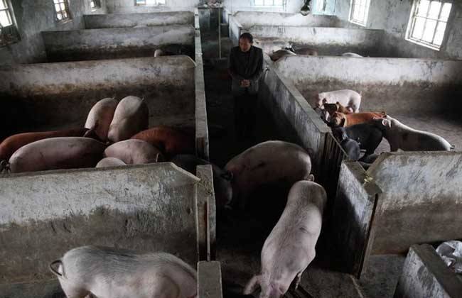 猪打喷嚏的原因,猪打喷嚏什么原因