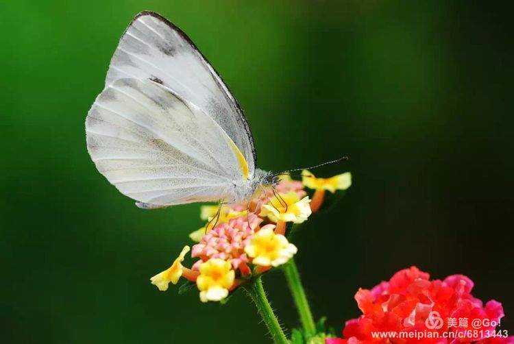微距镜头下的昆虫视角,微距下的昆虫摄影