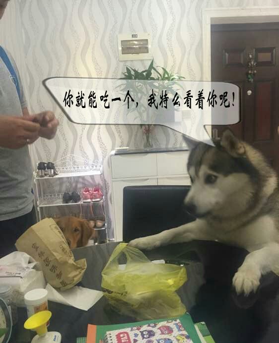 狗狗吃板栗好不好,狗狗爱吃栗子怎么办