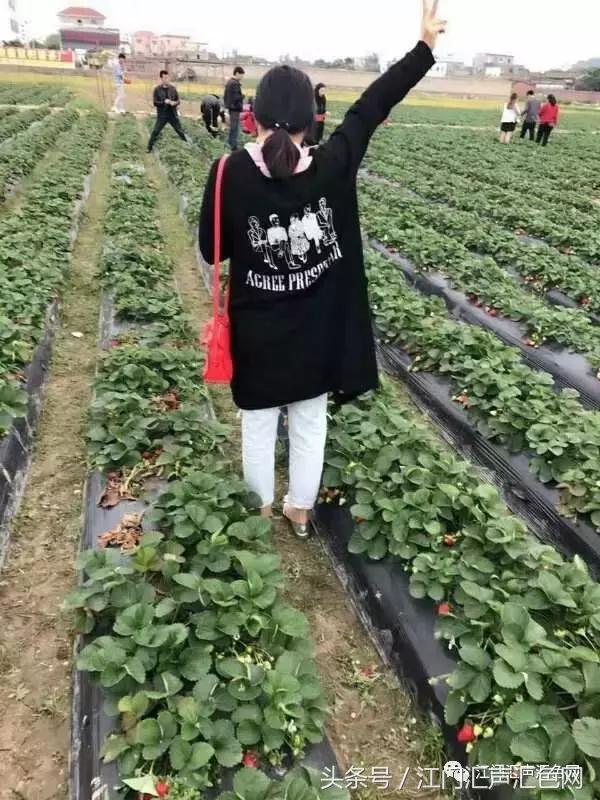 江门草莓采摘园在哪里,草莓采摘园人满为患