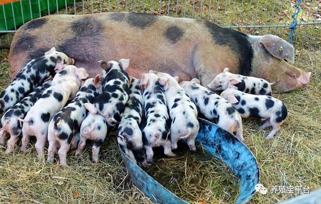 母猪产后没奶仔猪该咋办,母猪产后没奶水人工怎么喂小猪