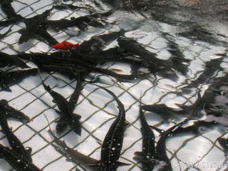 鲟鱼养殖技术书籍最新,鲟鱼养殖的可行性报告