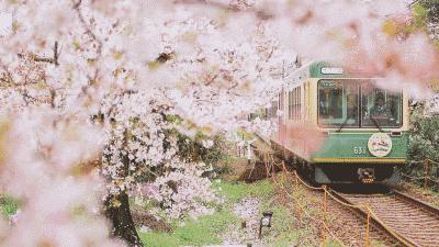 乐山的春天有多美,没去过乐山大佛但感觉去过