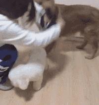 金毛喝醋,金毛到底有多吃醋