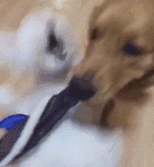 金毛喝醋,金毛到底有多吃醋