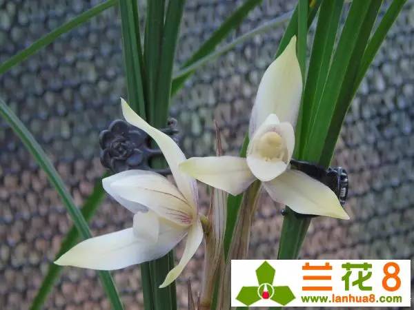 兰花红蜘蛛,兰花红蜘蛛多怎么办