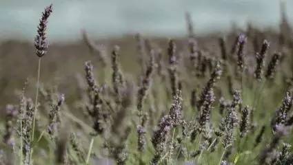 春风如贵客一到便繁华作文赏析,春风如贵客一到便繁华原文