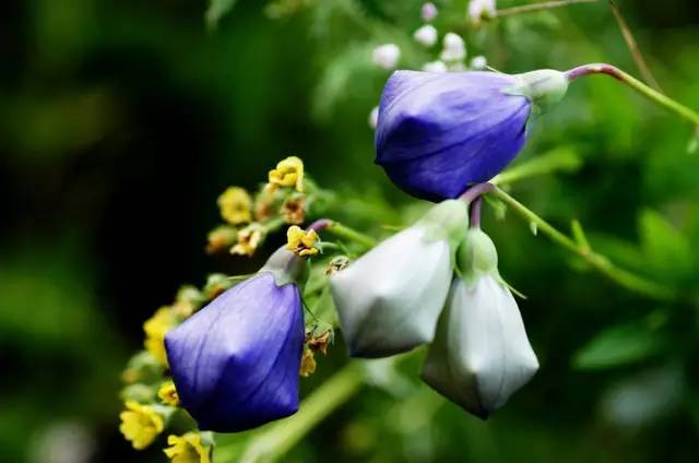 桔梗花：爱你永不悔