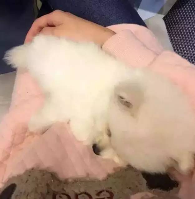 我有犬瘟，但感谢有你！