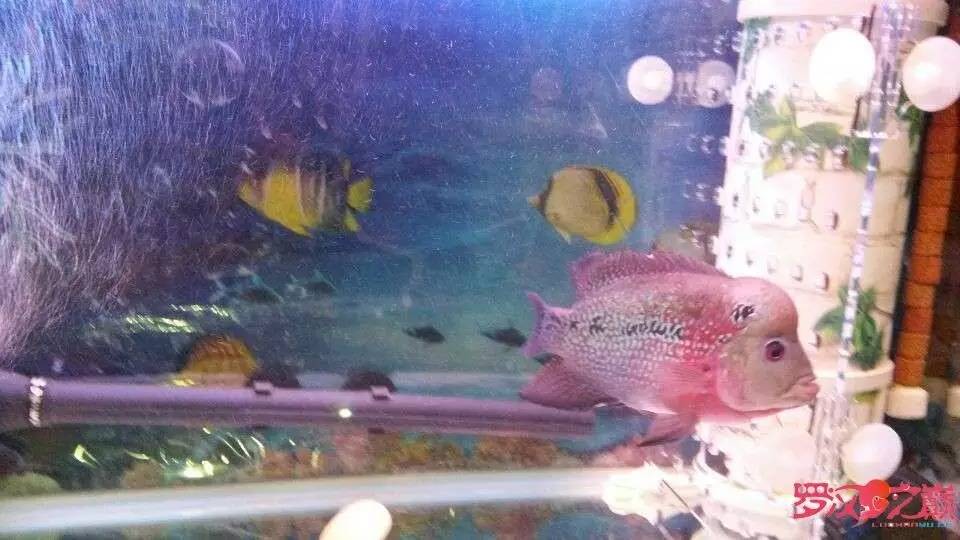 挑罗汉鱼苗,罗汉鱼病症大全