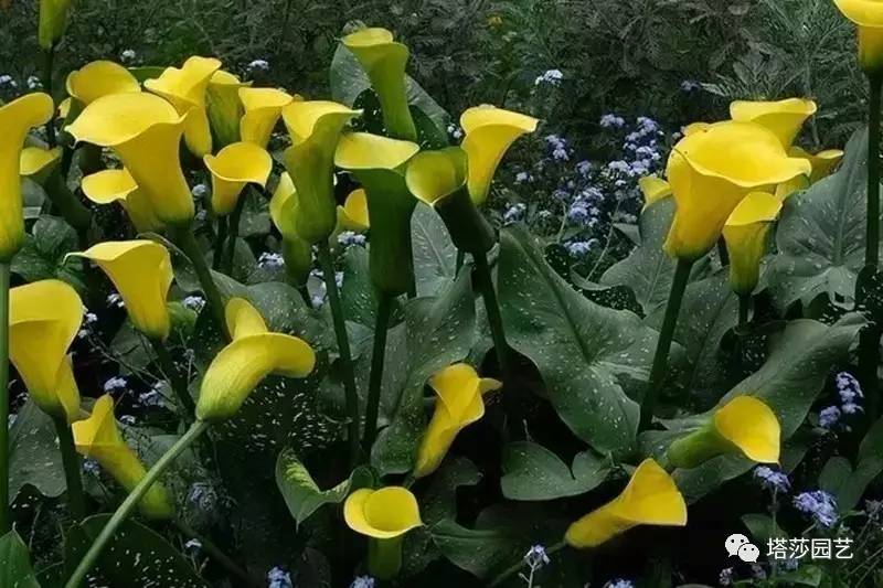 彩色马蹄莲教程,彩色马蹄莲问题