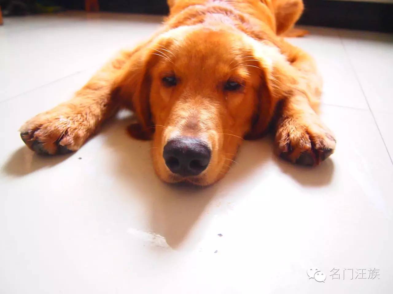 汪汪队狗狗怀孕,汪汪队狗狗怀孕的样子