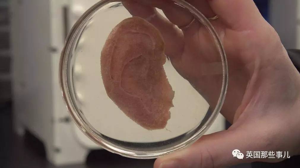 在苹果片上“种”出人耳？！这不是恐怖故事，是脑洞大开的医学新方向啊喂！